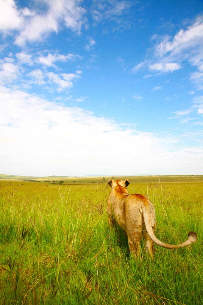 ライオンのお尻。ギリギリショット