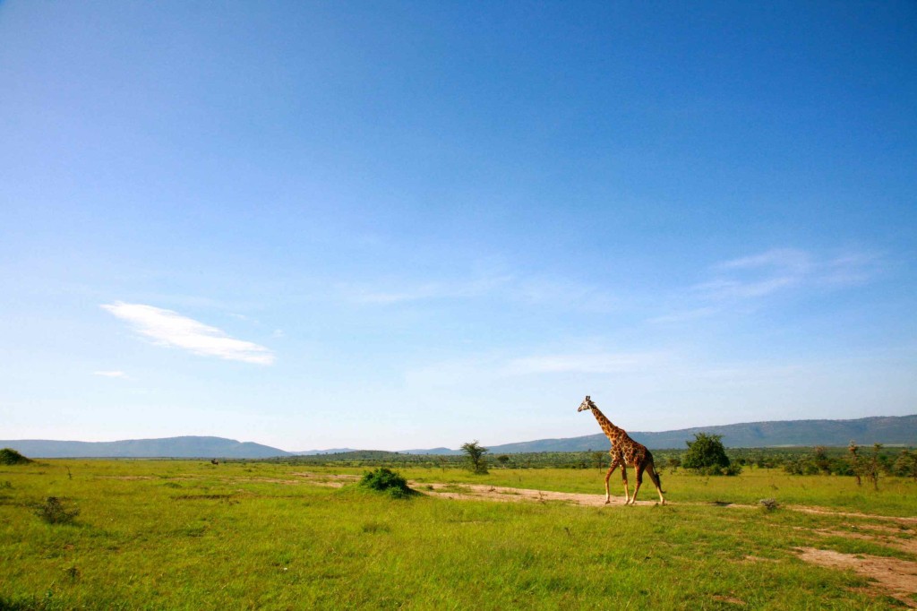 Kenya - Masai Mara026_